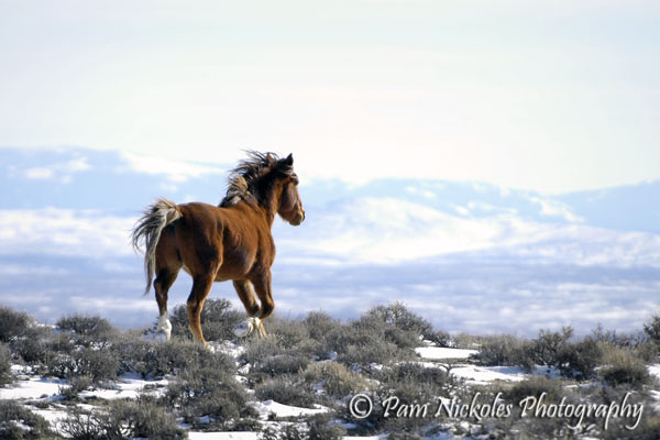 A stallion runs over the snowy ridge - Adobe Town, WY
