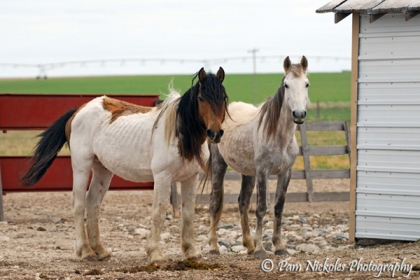 El Mariachi and Hope at Dr. Tom's farm - 5-16-2009. One month into their recovery.