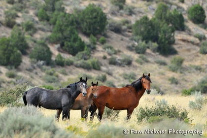 Out in the middle of nowhere, is a mare with 2 youngsters. No band stallion. I wish I knew their story, but they seemed to be doing just fine. Eventually, I'm sure they'll get picked up by a stallion and form a small family band.